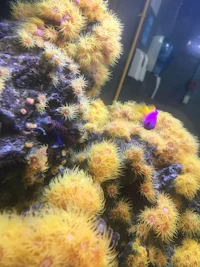 an aquarium with a purple fish and yellow corals