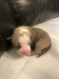 a small puppy sleeping on top of a couch