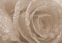 a close up of a rose with water droplets on it