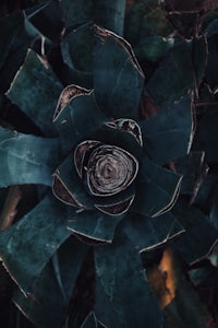 a close up of an agave plant