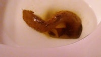 a brown worm in a toilet