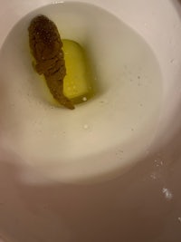 a worm in a toilet bowl
