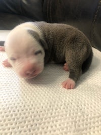 a grey and white puppy laying on top of a blanket
