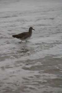 a bird in the water