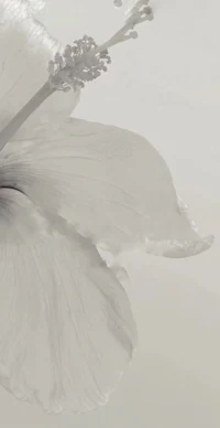 a white hibiscus flower in the water