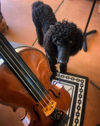 a black poodle standing next to a violin