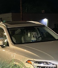 a dog sits in the driver's seat of a white suv