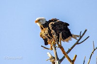a bald eagle perched on a tree branch