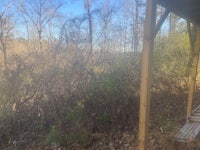 a view of a wooded area with a bench