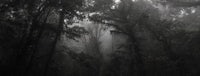 a black and white photo of a dark forest