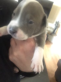 a small grey and white puppy is being held in a person's hand