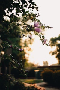 a tree with purple flowers in the background