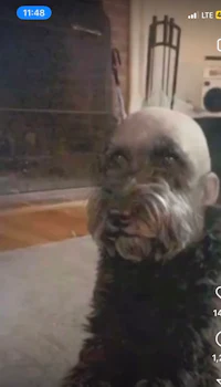 a dog with a shaved head is sitting on the floor