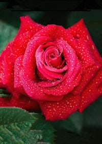 a red rose with water droplets on it