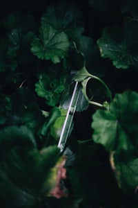 a glass bottle surrounded by green leaves