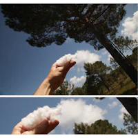 a person is holding a cotton ball in front of a tree