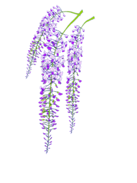 purple wisteria flowers on a black background