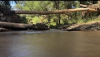 a river with a fallen tree in it