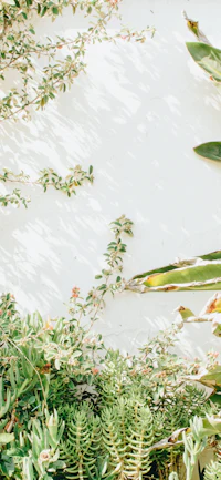 a white wall with a lot of plants on it