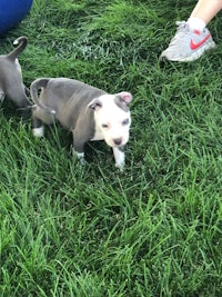 two grey and white pit bull puppies standing in the grass