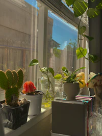 a cactus sits on a window sill
