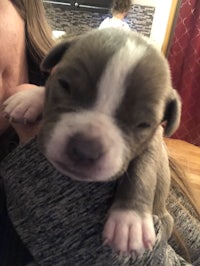a grey and white puppy is being held by a woman