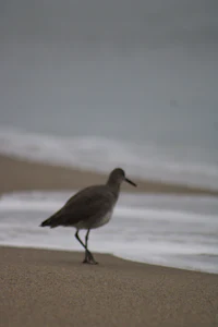 a bird on a beach