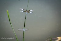 two dragonflies perched on a blade of grass