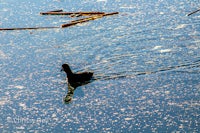 a duck is swimming in the water