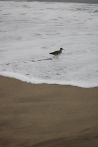a bird on a beach