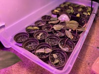 a tray of potted plants in a plastic container