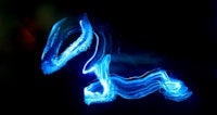 an image of a blue jellyfish in the dark