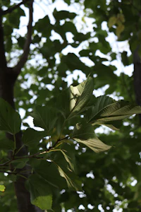 a leaf on a tree