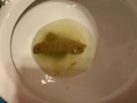 a toilet bowl with a piece of bread in it