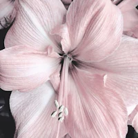 a black and white photo of a pink flower