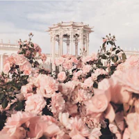 pink roses in front of a gazebo