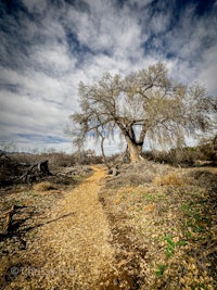 a dead tree on a dirt path