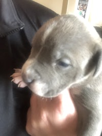 a small grey pit bull puppy being held by a person