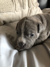 a grey puppy laying on top of a pillow