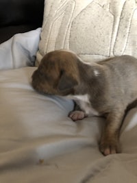 a small brown and white puppy sleeping on a pillow