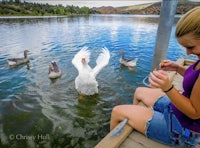 a girl is petting some geese on a dock
