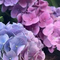 purple and blue hydrangeas blooming in a garden