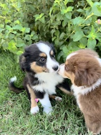 two brown and white dogs are playing in the grass