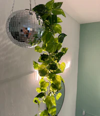 a disco ball hanging from a plant in a room