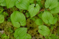 green leaves growing in a mossy area
