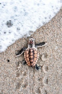 a baby sea turtle is walking on the sand