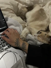 a cat laying on a bed next to a laptop