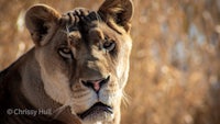 a close up of a lion staring at the camera
