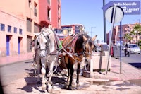 a brown horse pulling a carriage