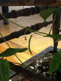 a bee sitting on a plant